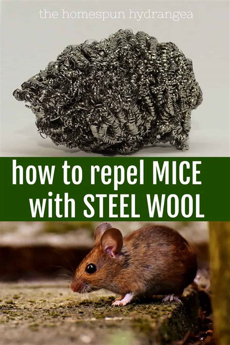 can rats chew through sheet metal|do mice like steel wool.